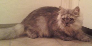 Gizmo in the bathroom