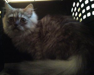 Gizmo in his carrier, in the car