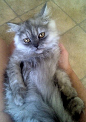 Gizmo lying on his back