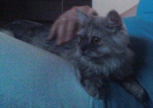 Gizmo sitting in Lori's lap